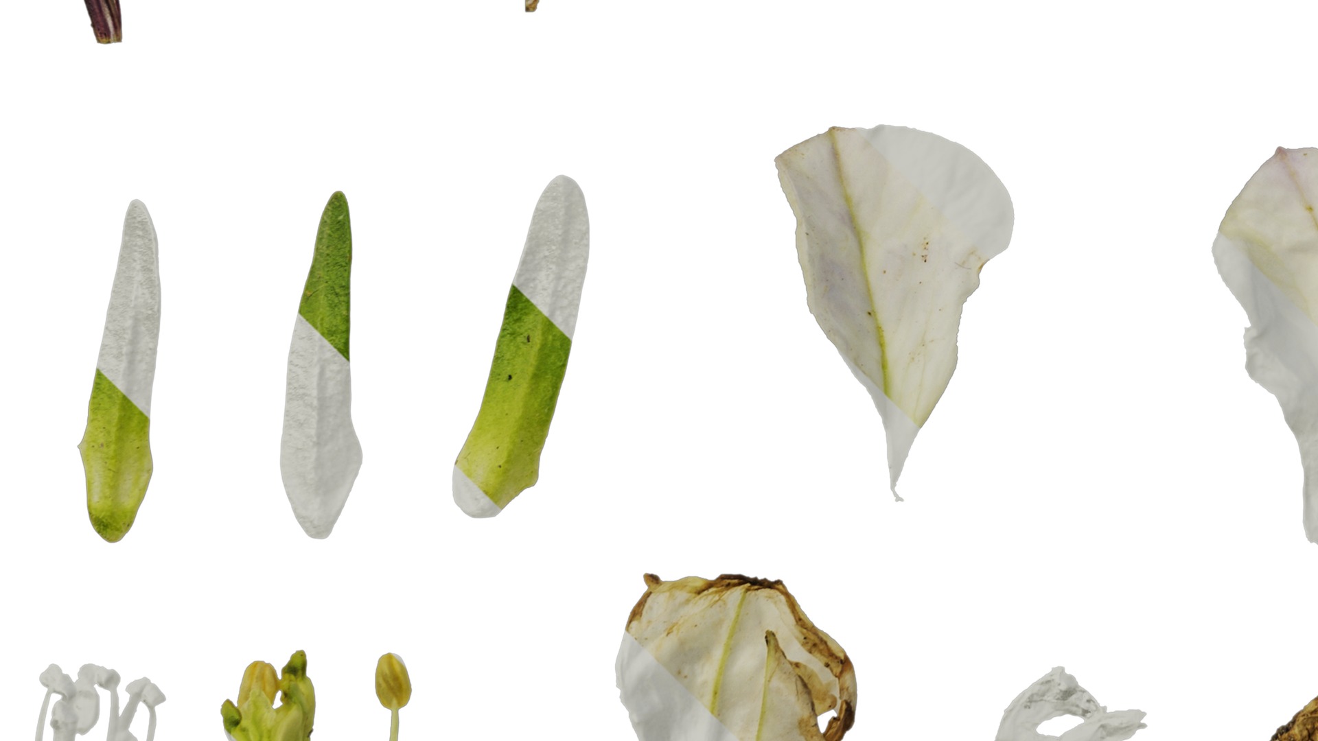 Anydrafts Petunia x atkinsiana Flower 09 Texture_5