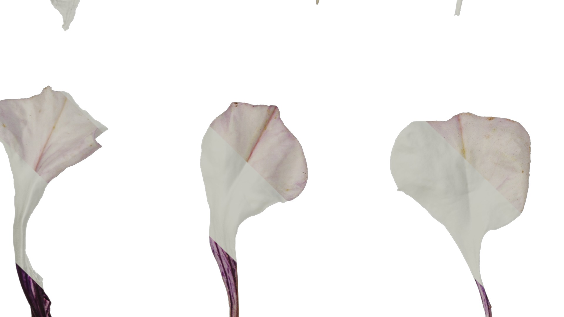 Anydrafts Petunia x atkinsiana Flower 09 Texture_3