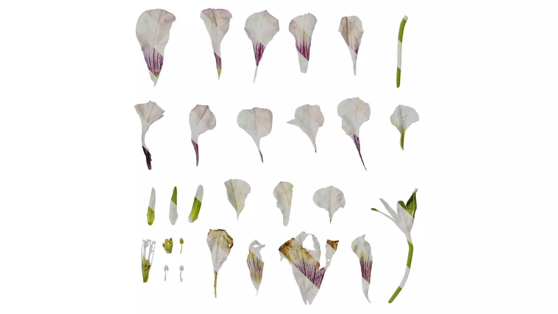 Anydrafts Petunia x atkinsiana Flower 09 Texture_0