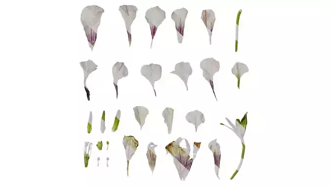 Anydrafts Petunia x atkinsiana Flower 09