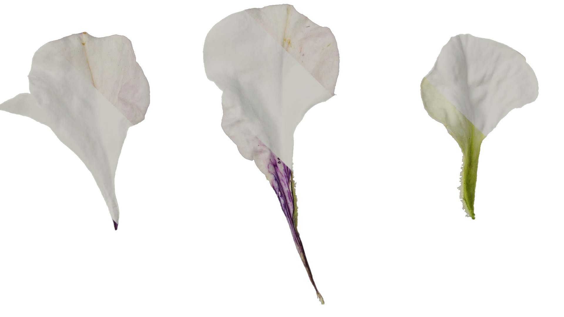 Anydrafts Petunia x atkinsiana Flower 09 Texture_4