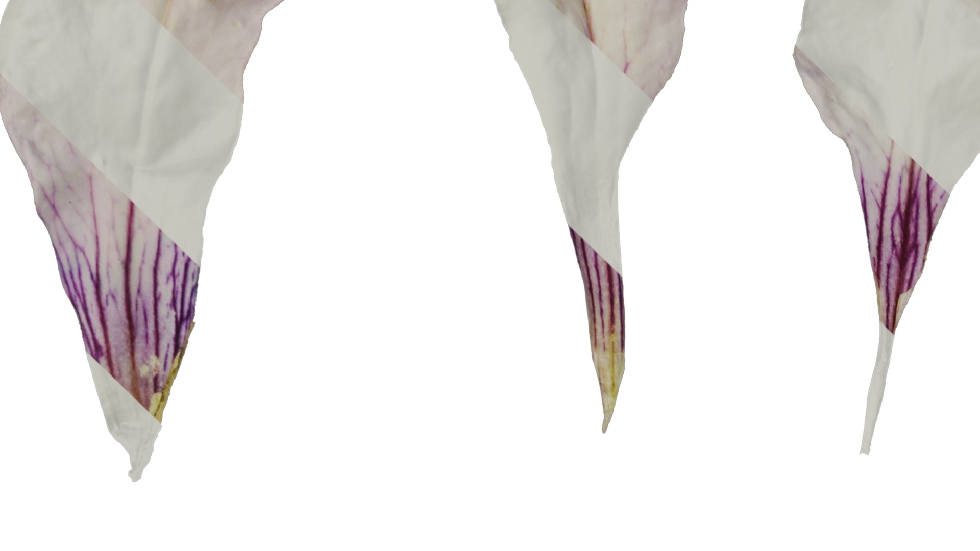 Anydrafts Petunia x atkinsiana Flower 09 Texture_1