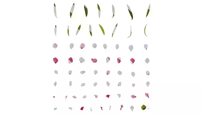 Anydrafts Leptospermum scoparium Atlas 01