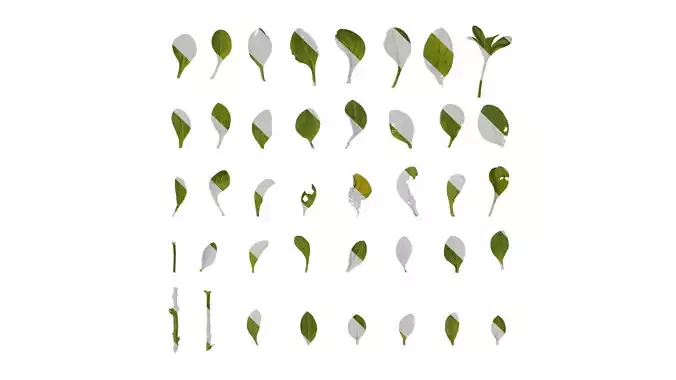 Anydrafts Petunia x atkinsiana Leaf 01