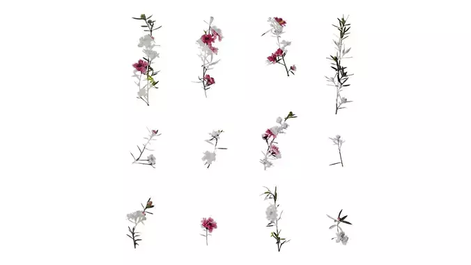 Anydrafts Leptospermum scoparium Atlas 03