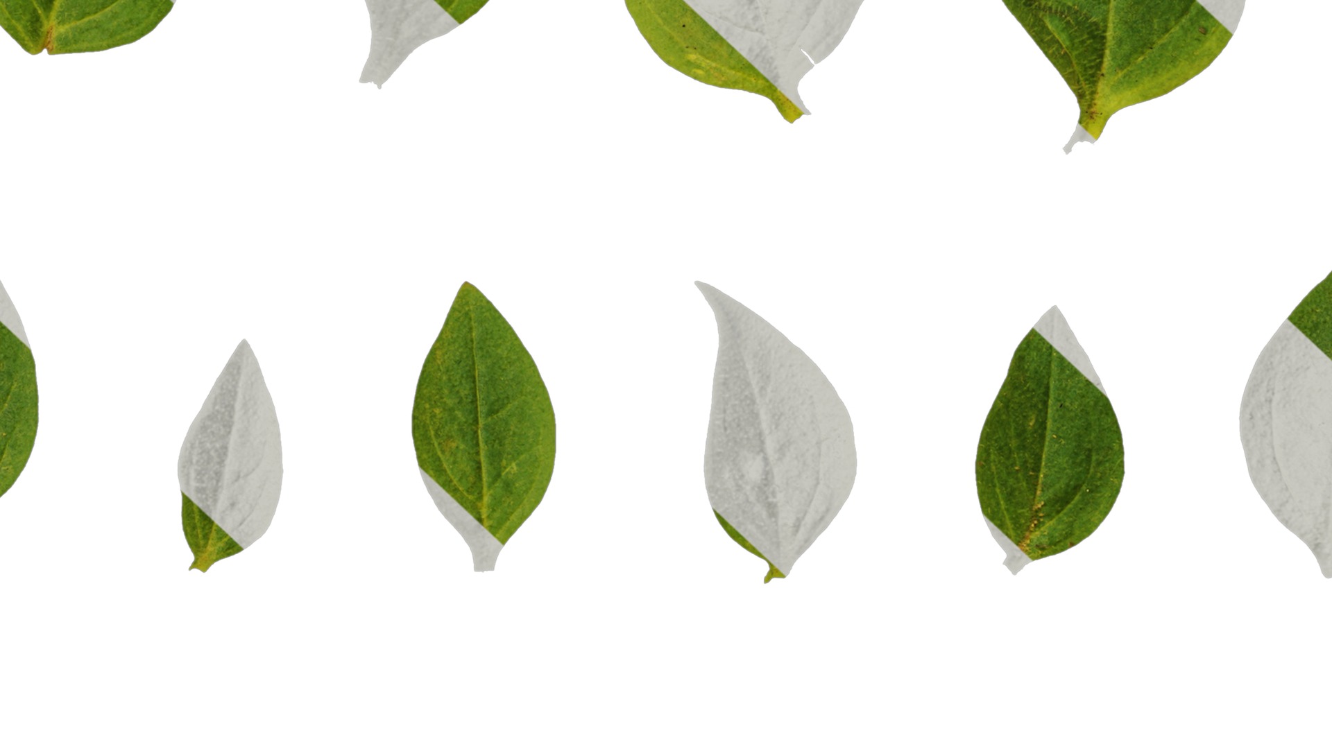 Anydrafts Petunia x atkinsiana Leaf 02 Texture_7