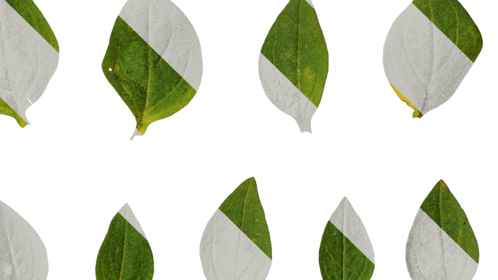 Anydrafts Petunia x atkinsiana Leaf 02 Texture_4