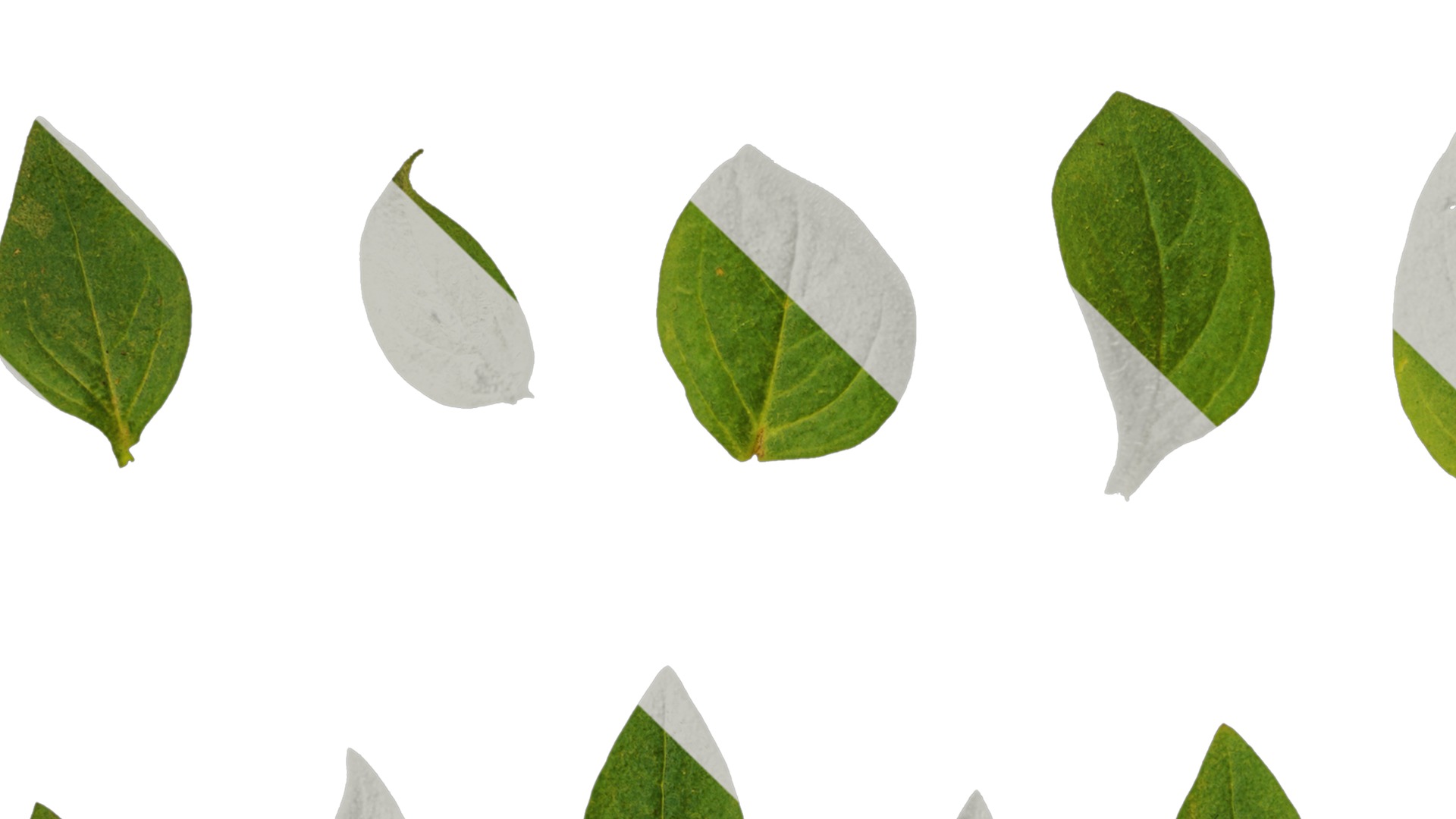 Anydrafts Petunia x atkinsiana Leaf 02 Texture_3