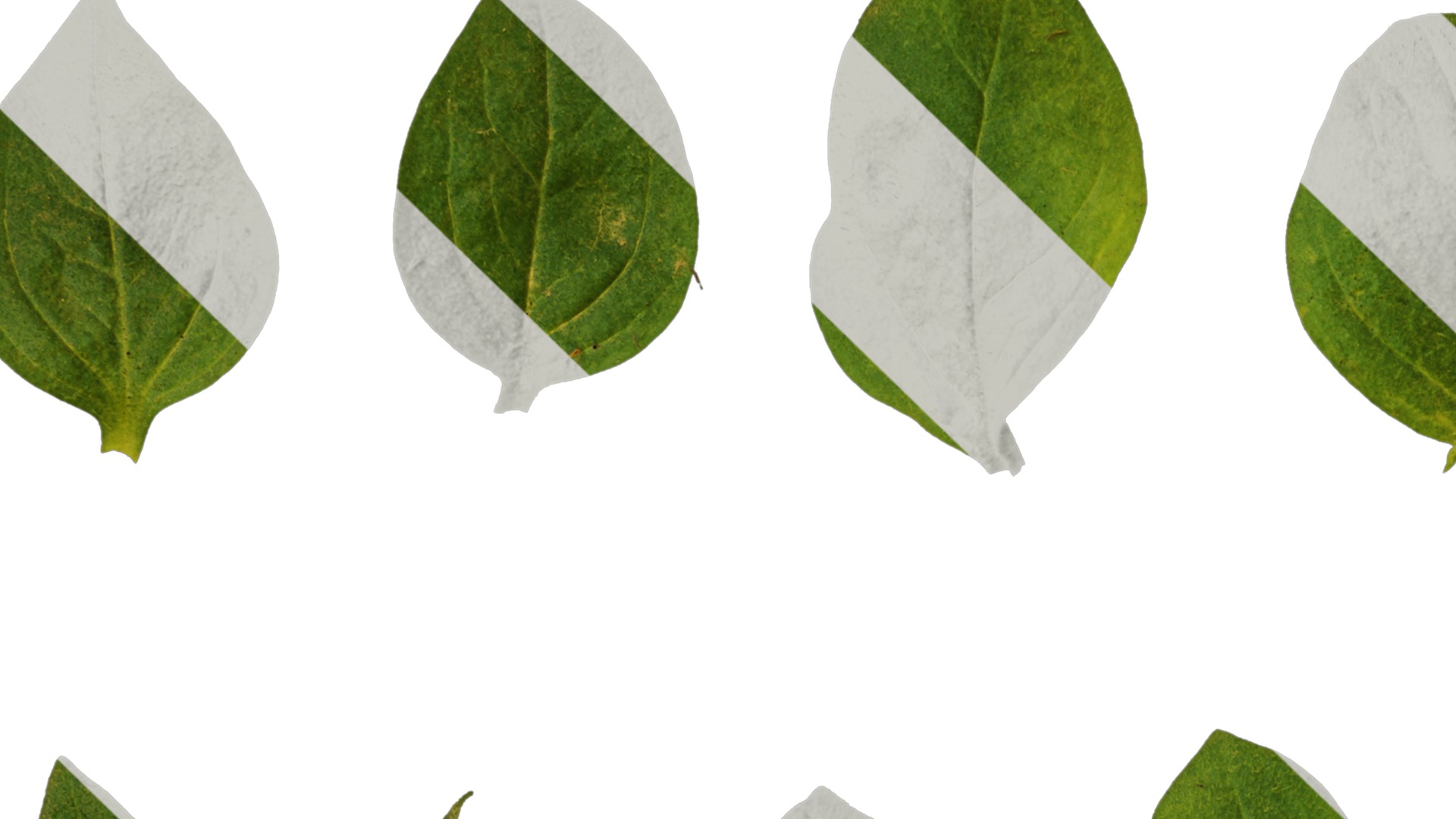 Anydrafts Petunia x atkinsiana Leaf 02 Texture_1