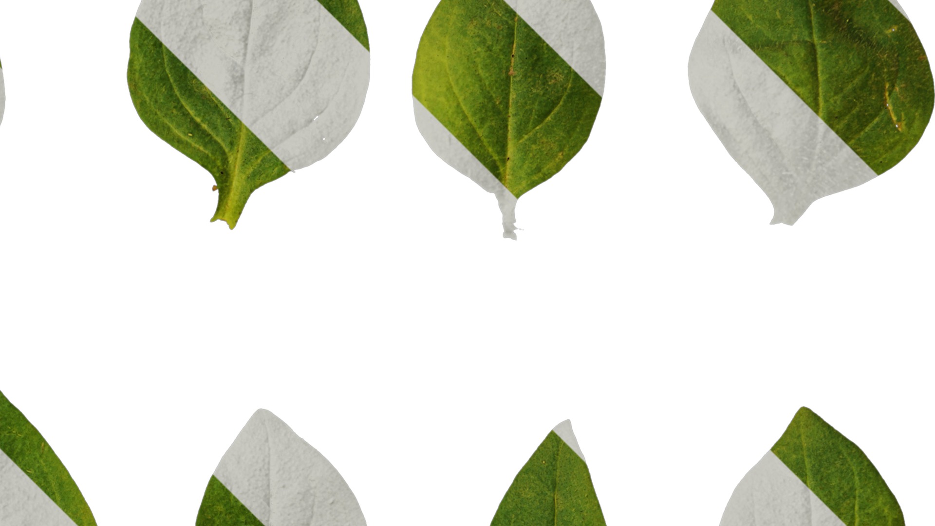 Anydrafts Petunia x atkinsiana Leaf 02 Texture_2