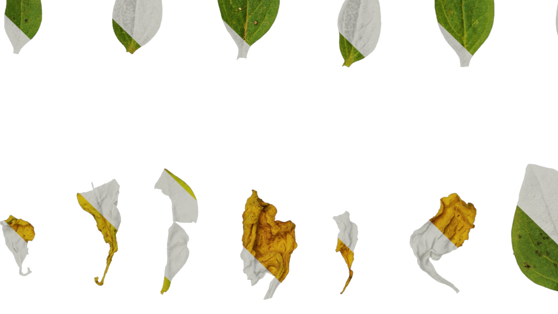 Anydrafts Petunia x atkinsiana Leaf 02 Texture_5