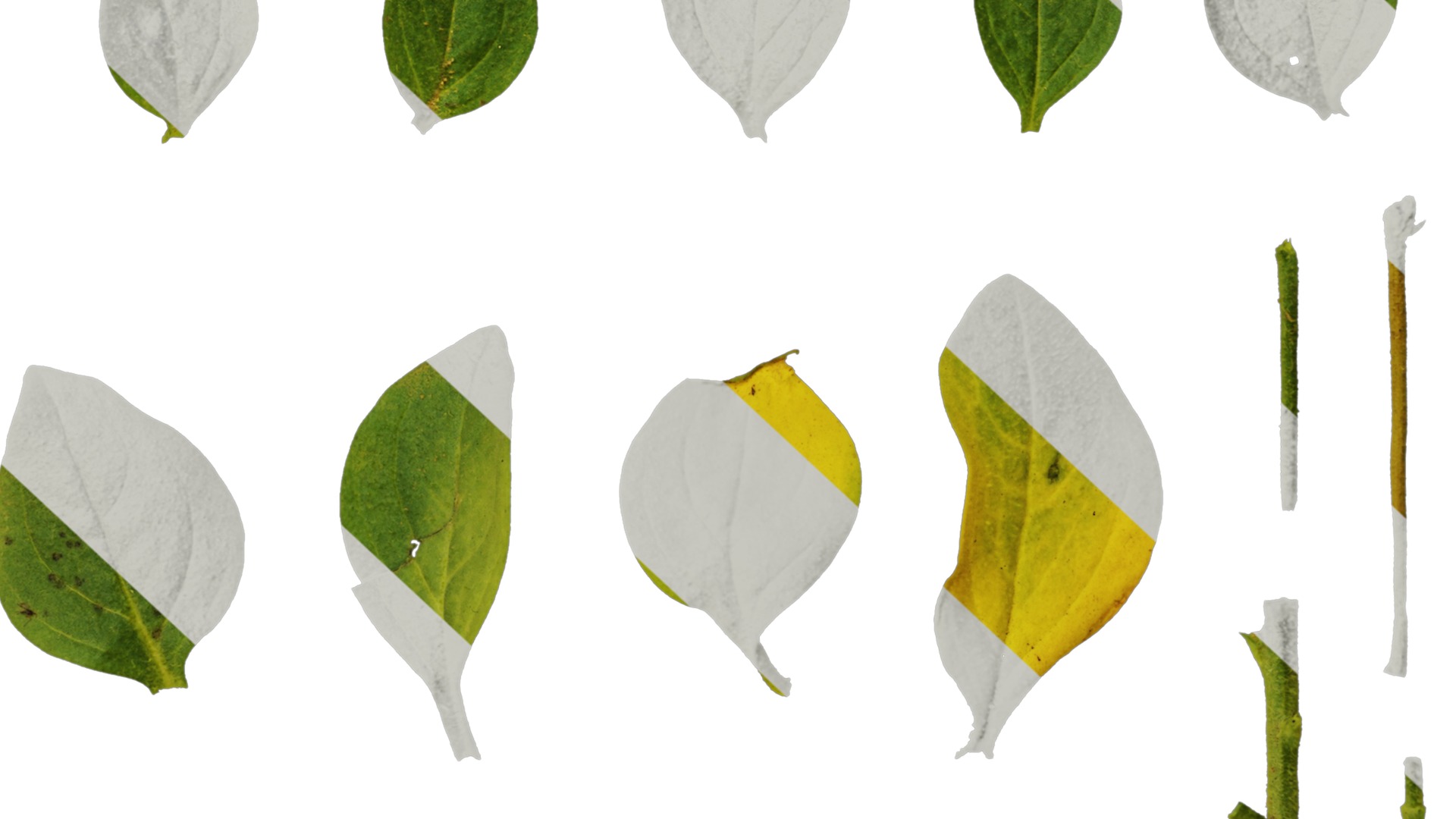 Anydrafts Petunia x atkinsiana Leaf 02 Texture_6