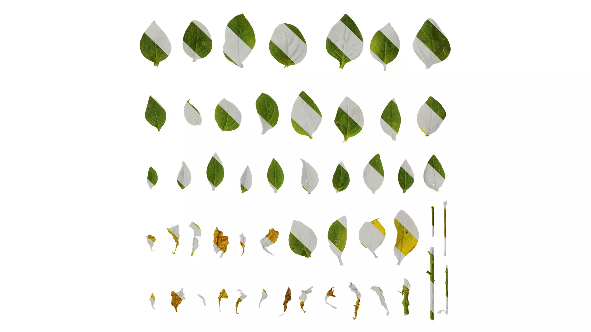 Anydrafts Petunia x atkinsiana Leaf 02 Texture_0