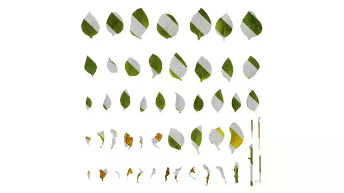 Anydrafts Petunia x atkinsiana Leaf 02