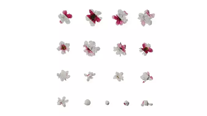 Anydrafts Leptospermum scoparium Flower 01