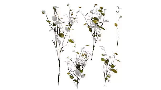 Anydrafts Lespedeza bicolor Atlas 01 Texture