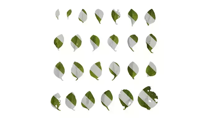 Anydrafts Petunia x atkinsiana Leaf 03