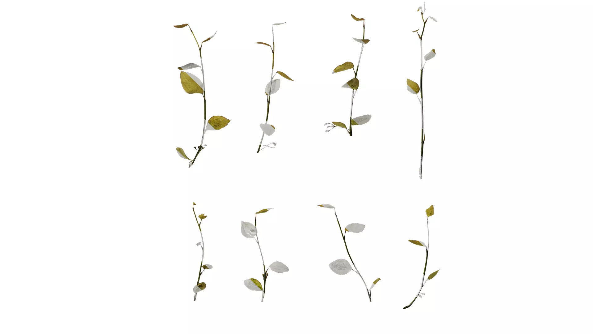 Anydrafts Lespedeza bicolor Atlas 02 Texture_0