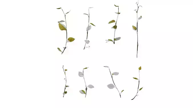 Anydrafts Lespedeza bicolor Atlas 02