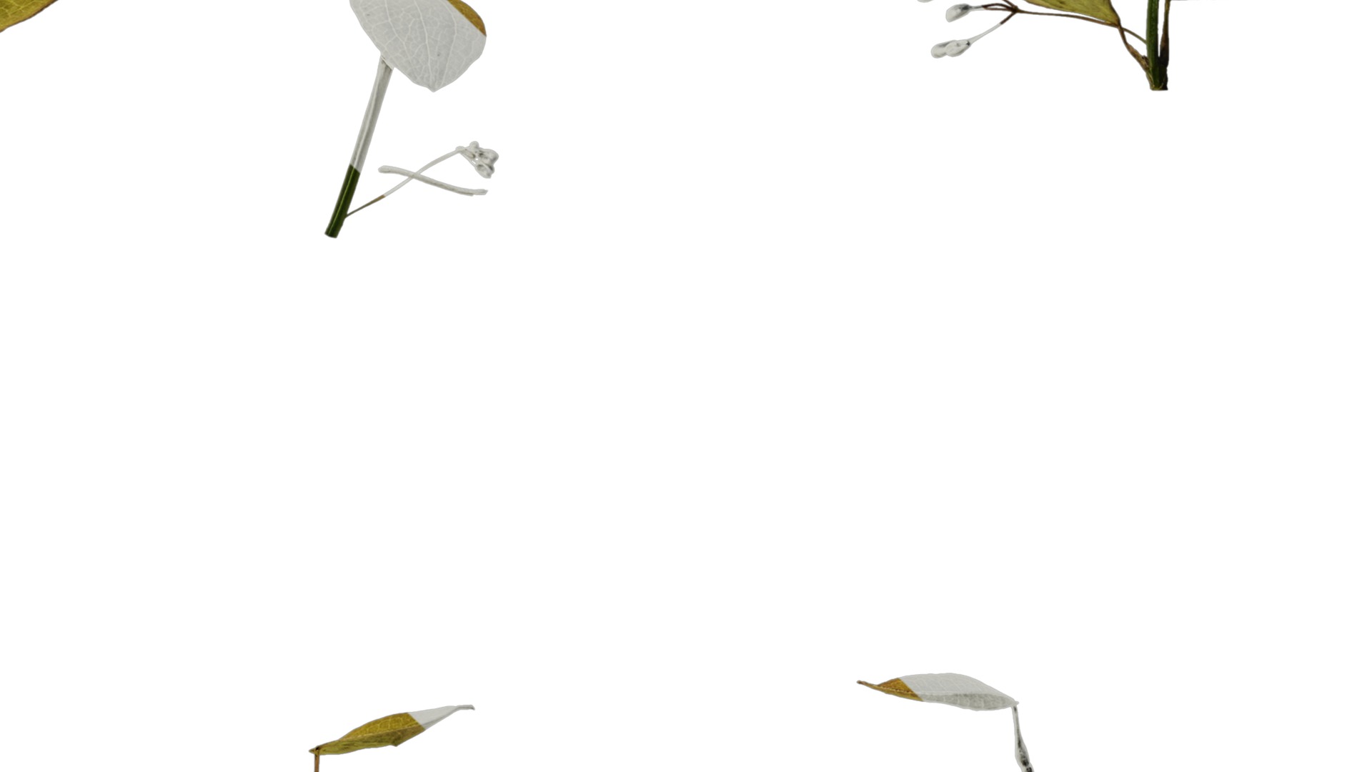 Anydrafts Lespedeza bicolor Atlas 02 Texture_7