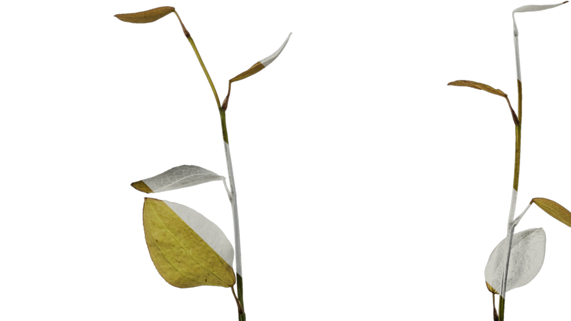 Anydrafts Lespedeza bicolor Atlas 02 Texture_1