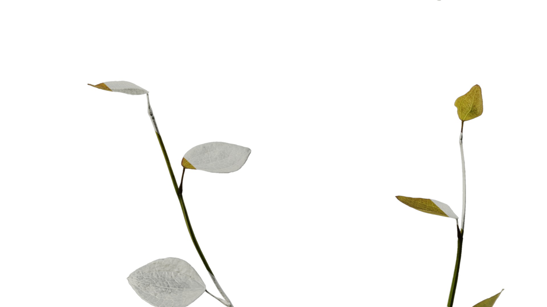 Anydrafts Lespedeza bicolor Atlas 02 Texture_6