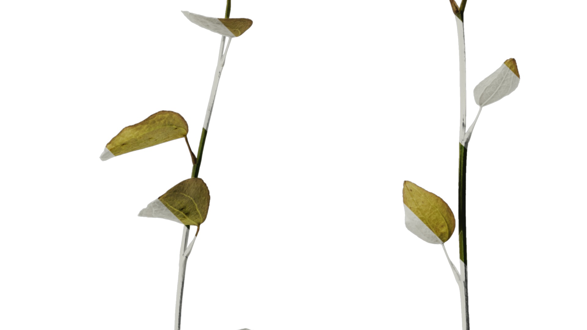 Anydrafts Lespedeza bicolor Atlas 02 Texture_2