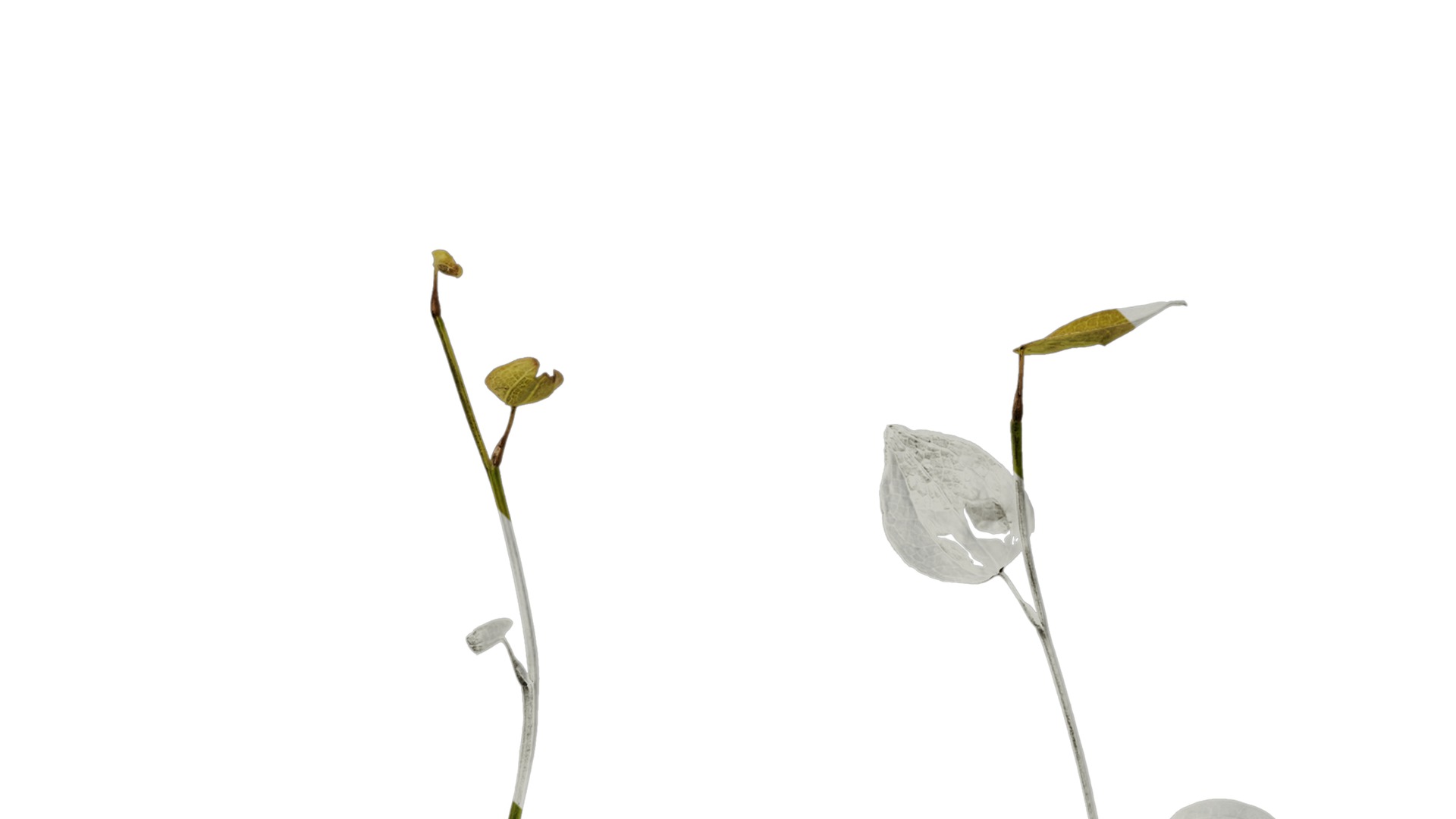 Anydrafts Lespedeza bicolor Atlas 02 Texture_5