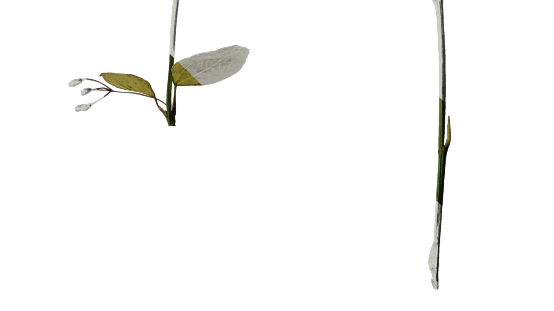 Anydrafts Lespedeza bicolor Atlas 02 Texture_4