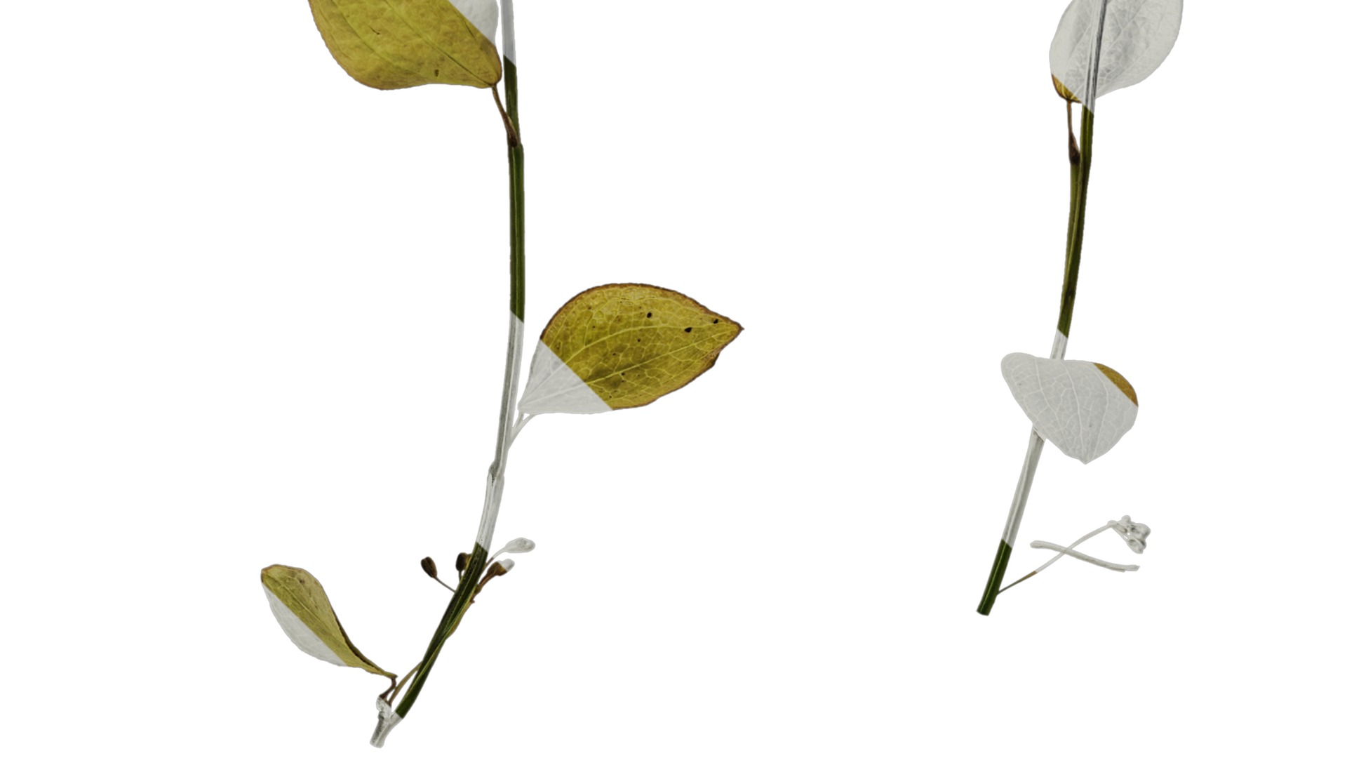 Anydrafts Lespedeza bicolor Atlas 02 Texture_3