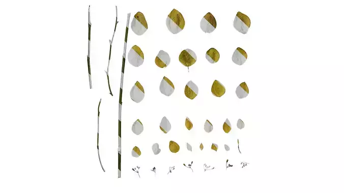 Anydrafts Lespedeza bicolor Atlas 03