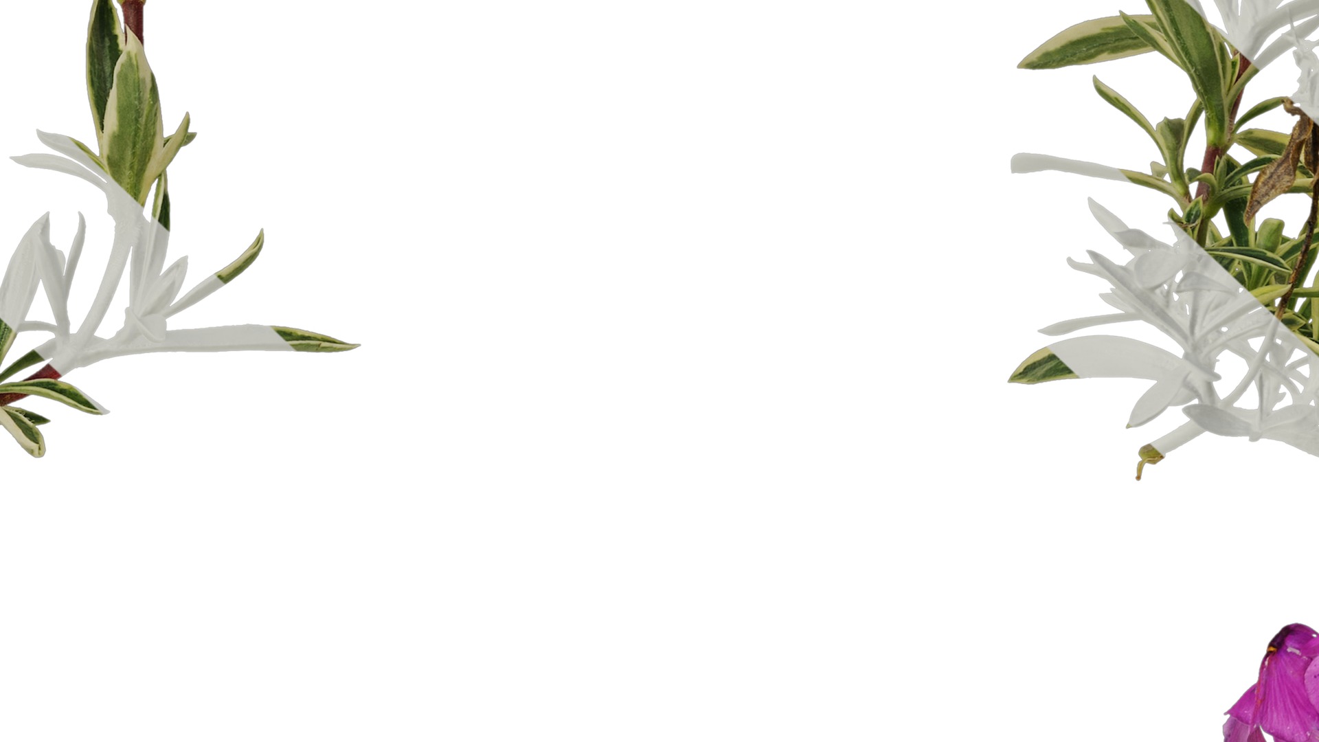 Anydrafts Phlox divaricata montrose tricolor Atlas 02 Texture_7