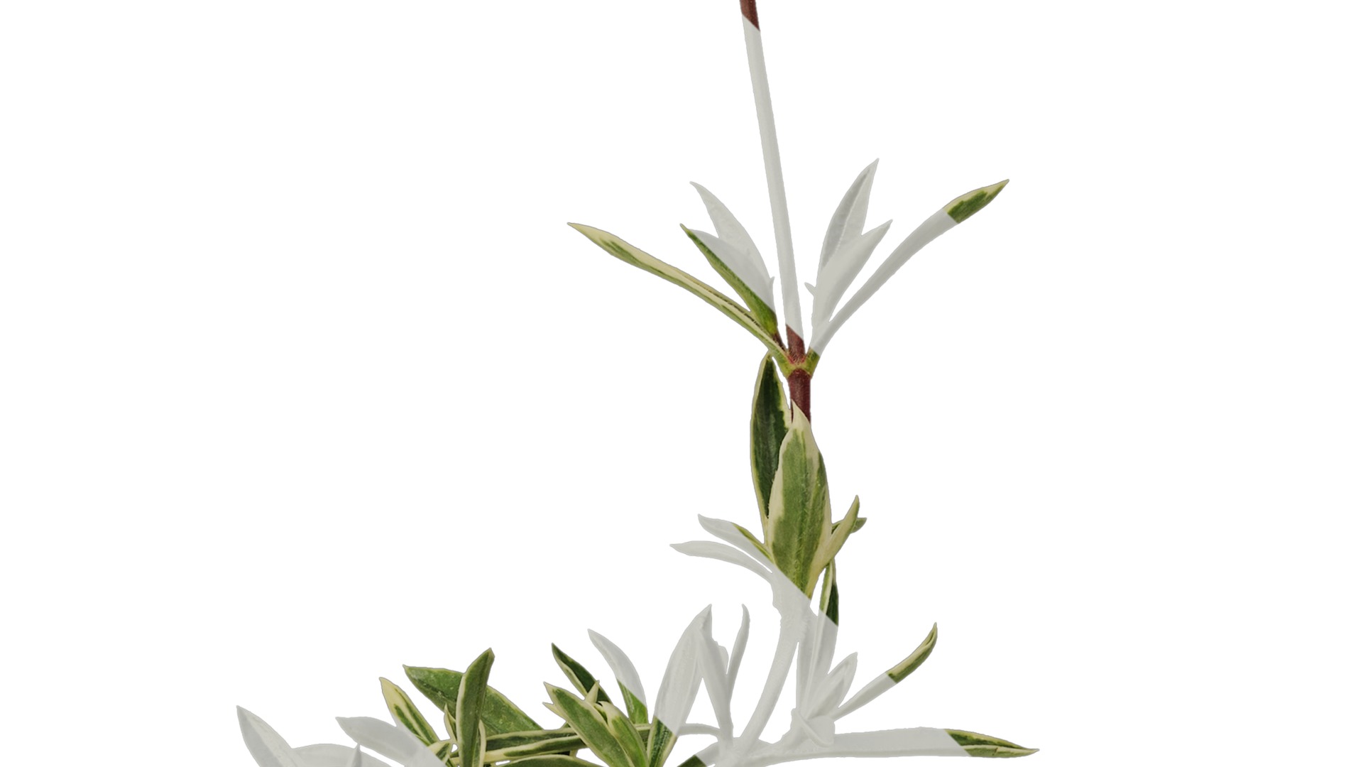 Anydrafts Phlox divaricata montrose tricolor Atlas 02 Texture_3