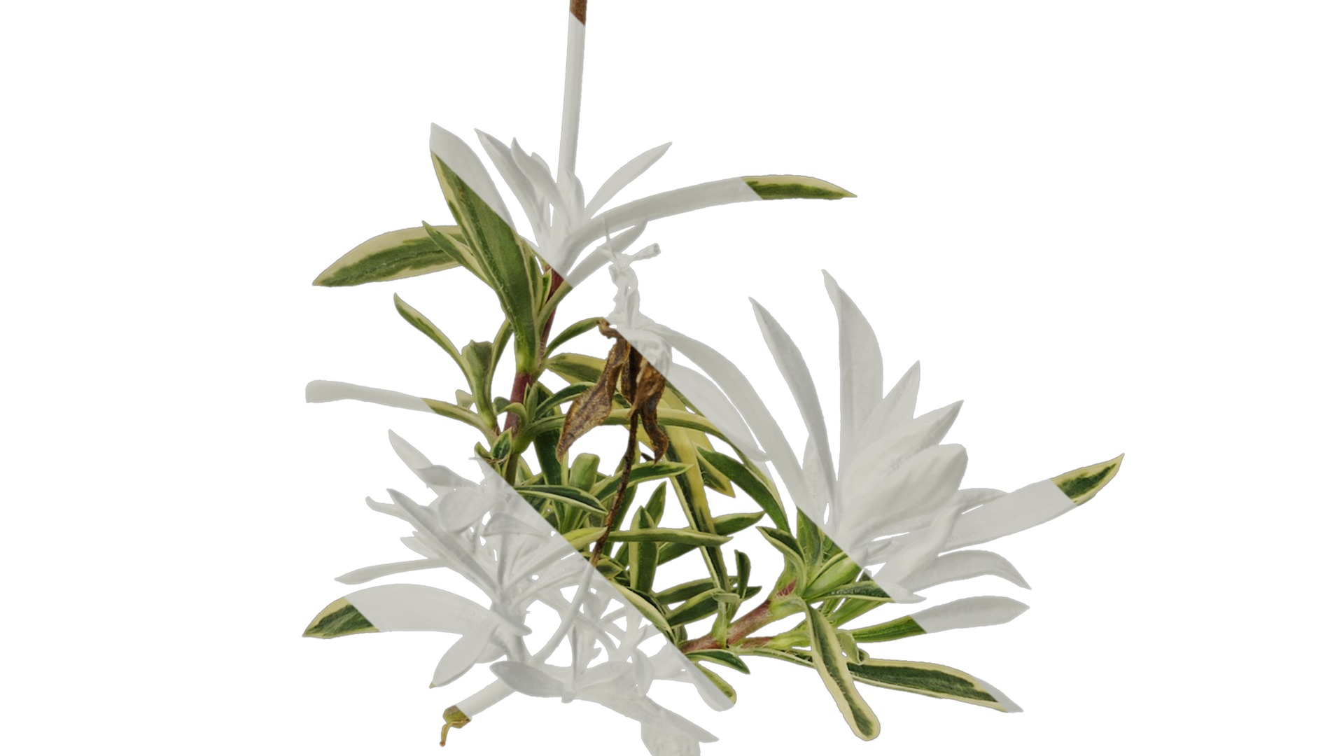 Anydrafts Phlox divaricata montrose tricolor Atlas 02 Texture_4