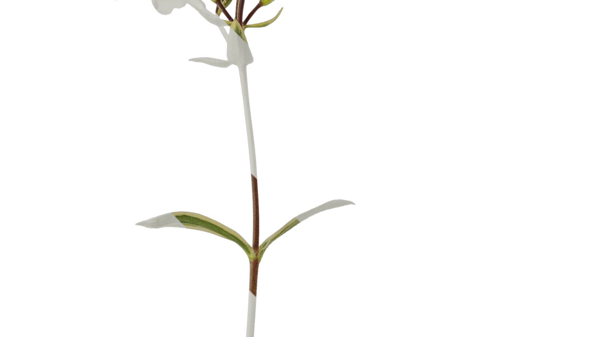 Anydrafts Phlox divaricata montrose tricolor Atlas 02 Texture_2