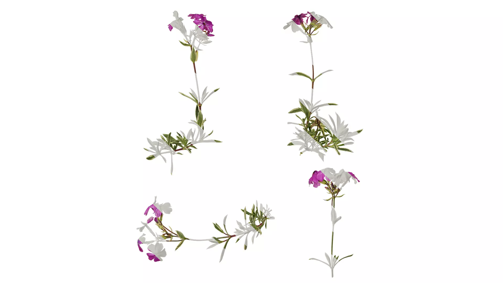 Anydrafts Phlox divaricata montrose tricolor Atlas 02 Texture_0
