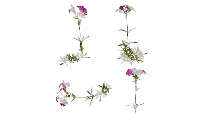 Anydrafts Phlox divaricata montrose tricolor Atlas 02