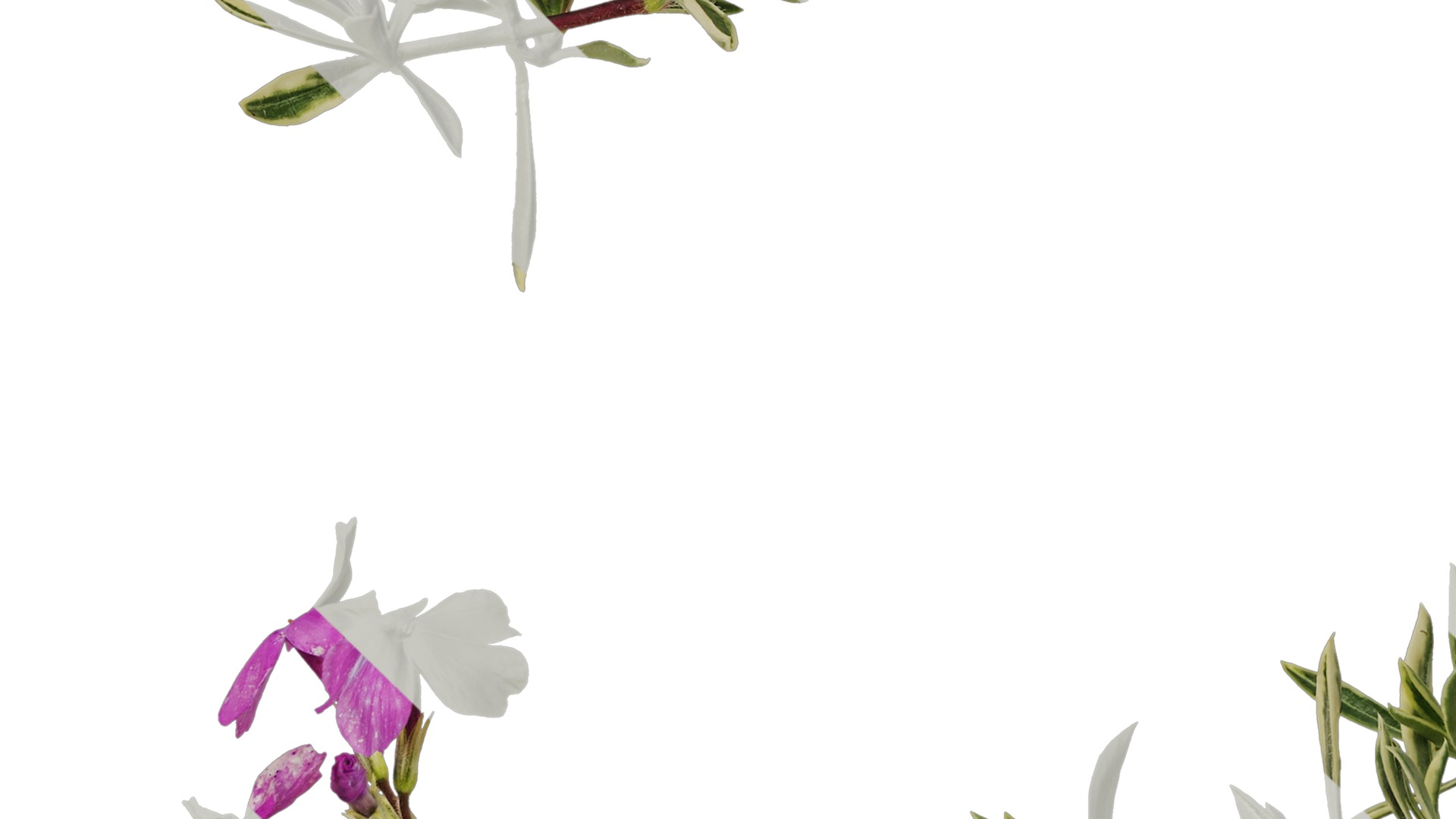 Anydrafts Phlox divaricata montrose tricolor Atlas 02 Texture_5