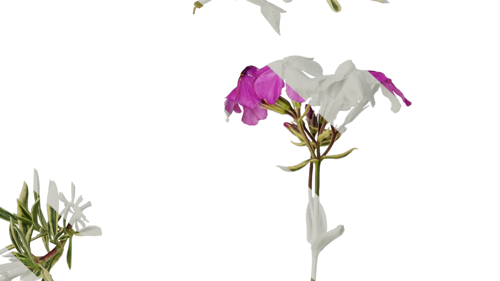 Anydrafts Phlox divaricata montrose tricolor Atlas 02 Texture_6