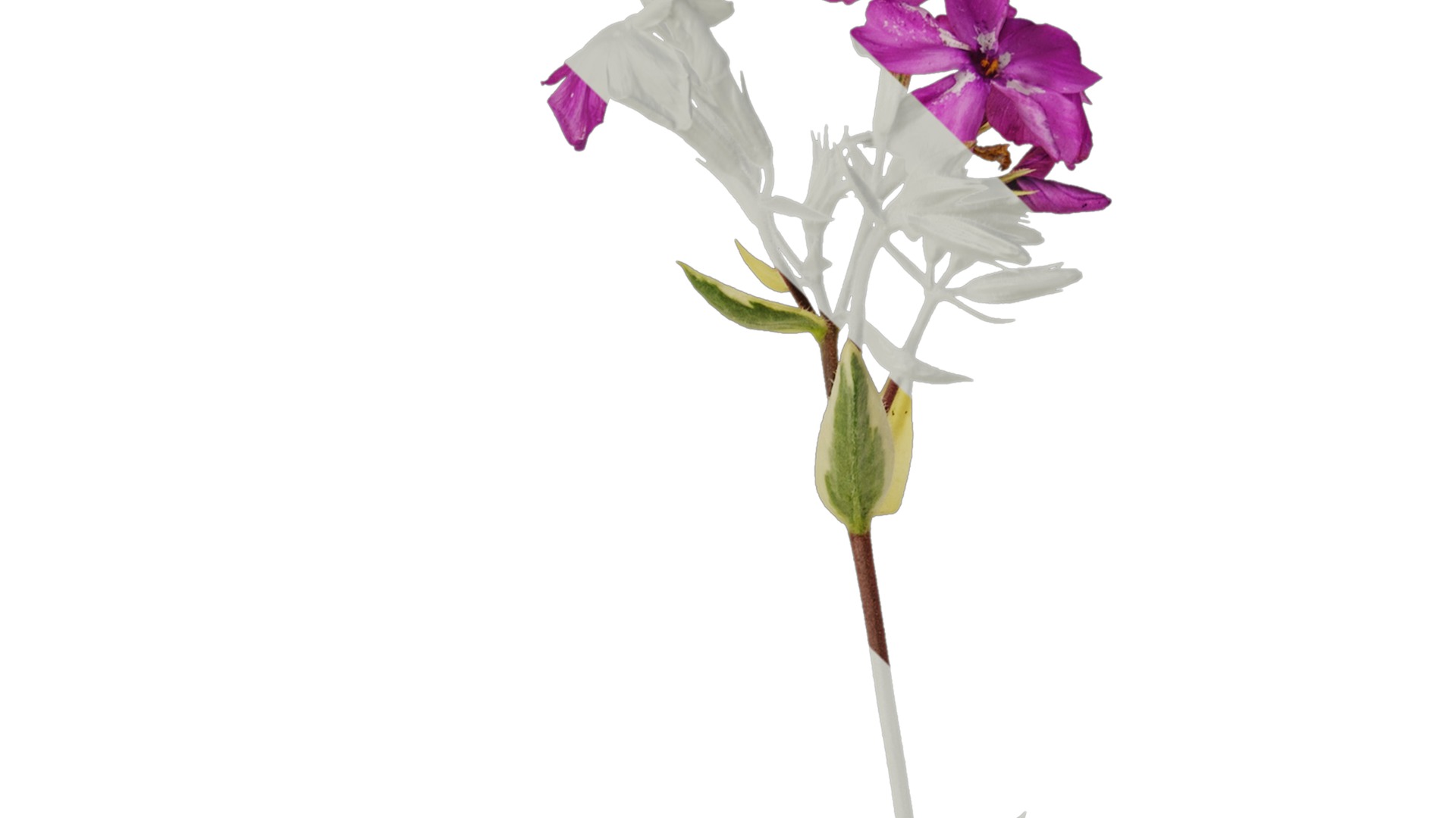 Anydrafts Phlox divaricata montrose tricolor Atlas 02 Texture_1