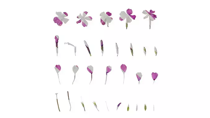 Anydrafts Phlox divaricata montrose tricolor Flower 01