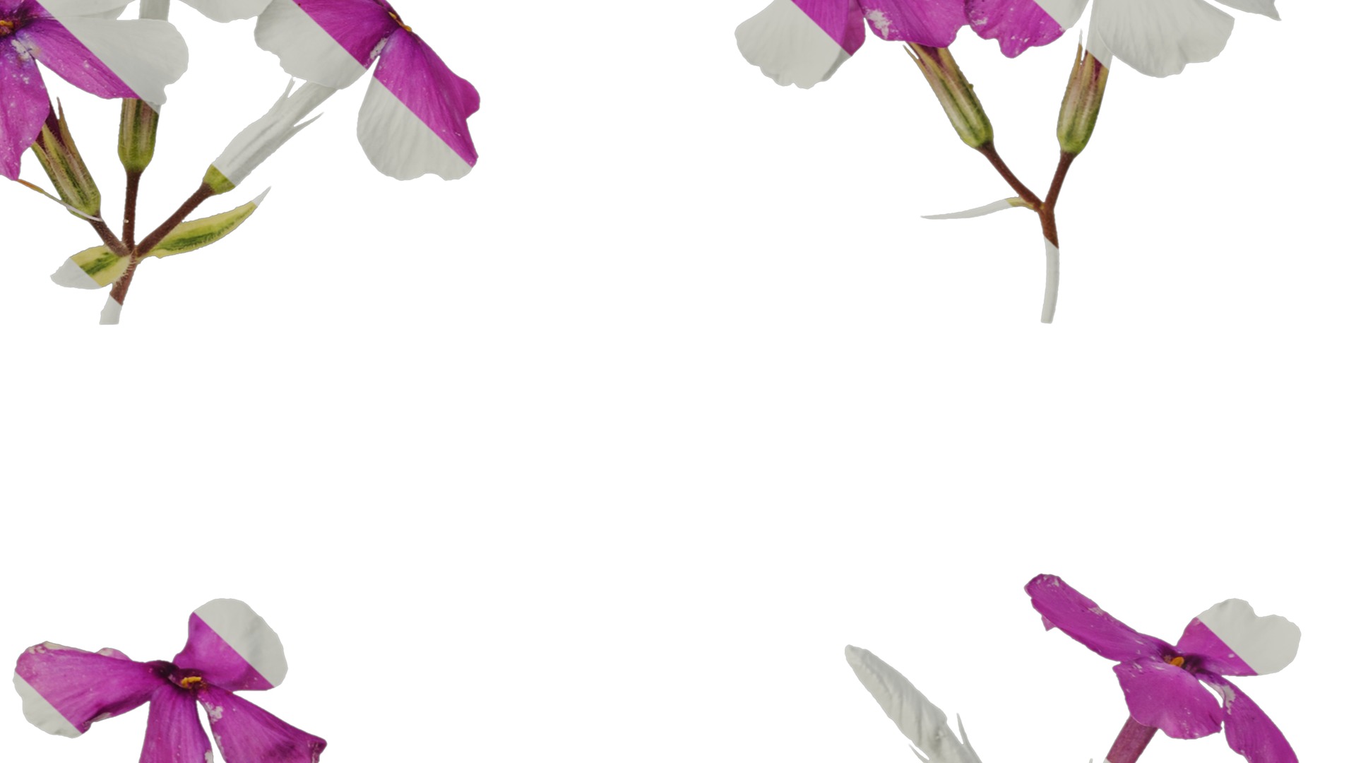 Anydrafts Phlox divaricata montrose tricolor Flower 02 Texture_6