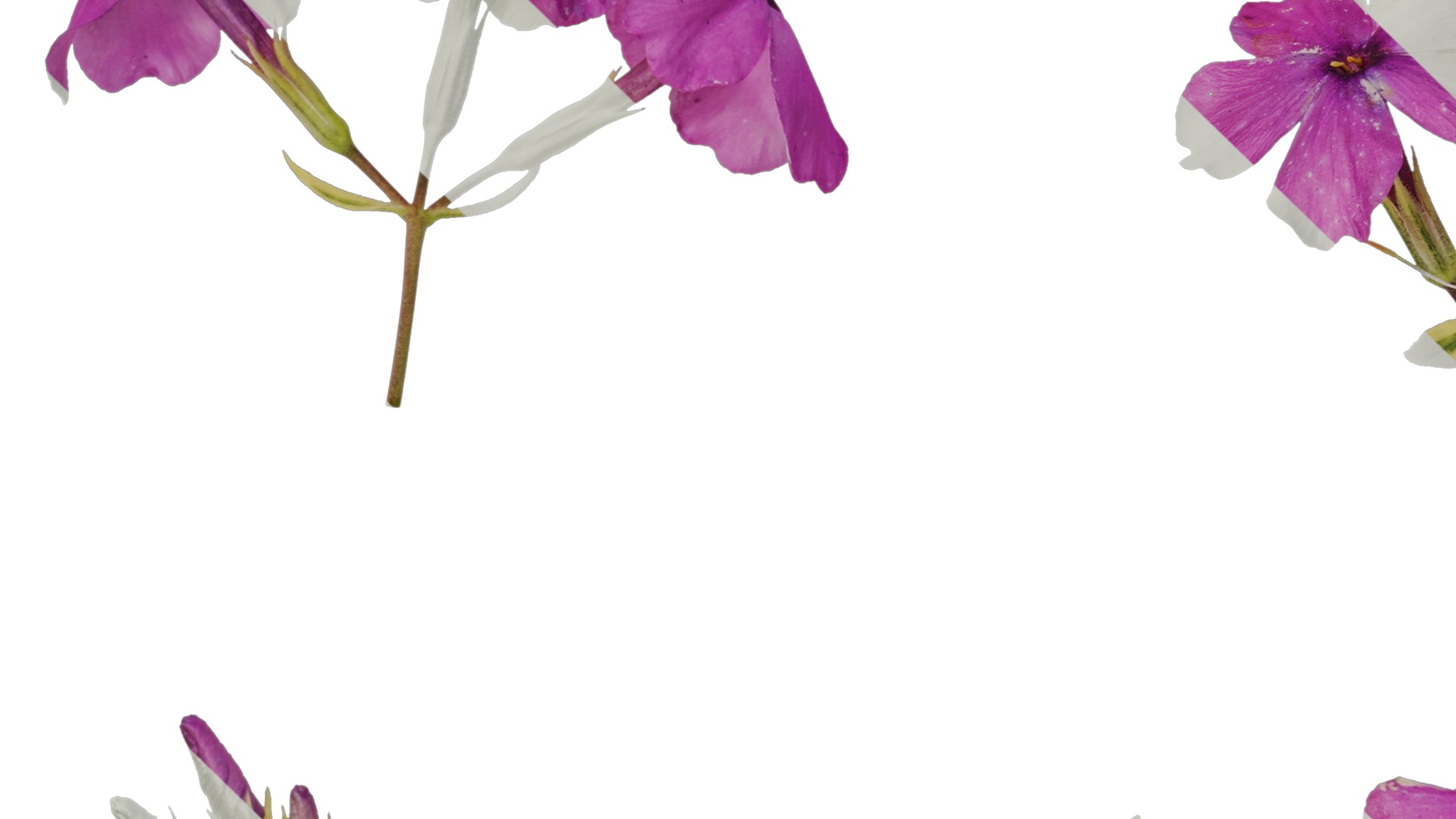 Anydrafts Phlox divaricata montrose tricolor Flower 02 Texture_5