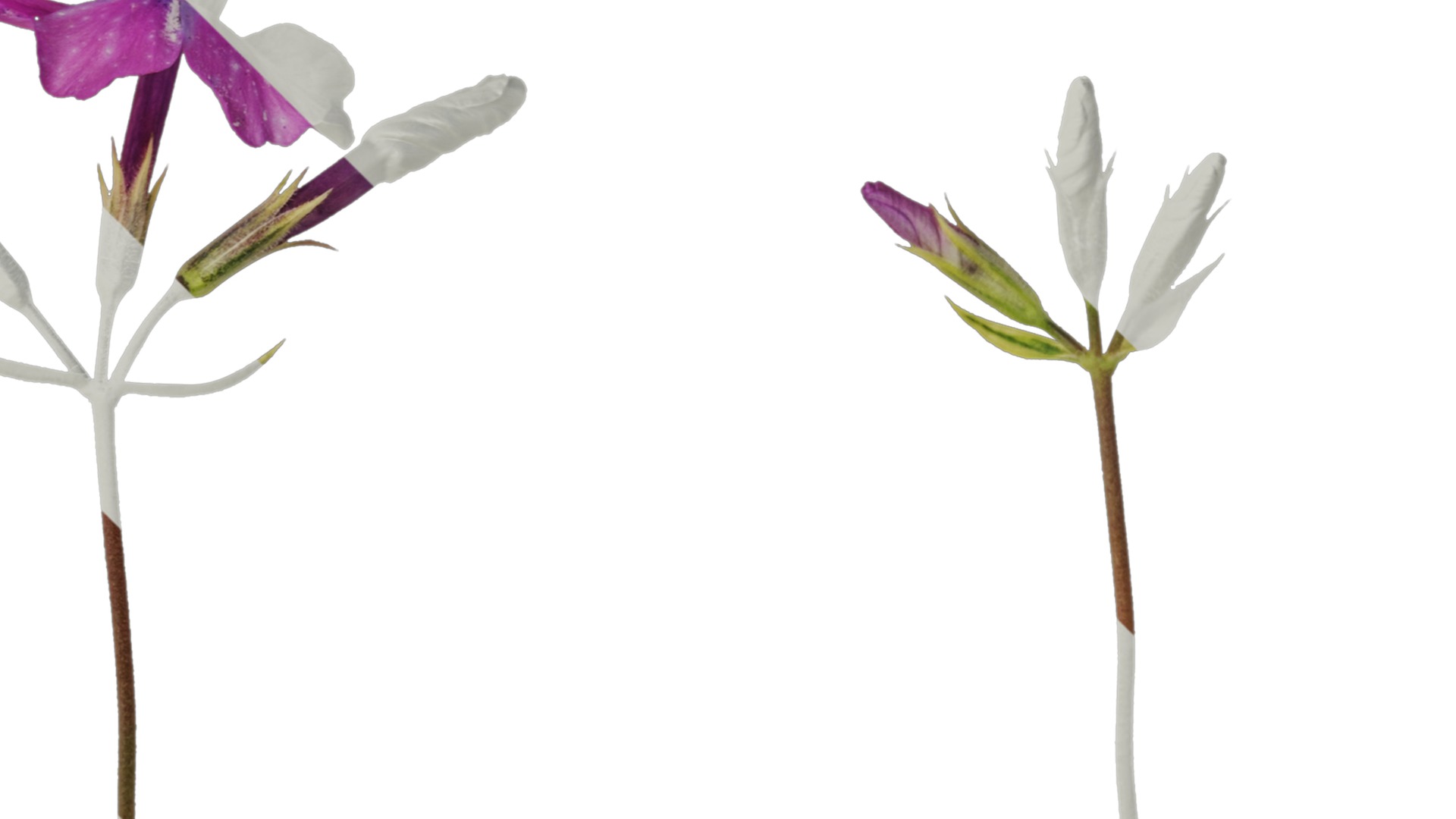 Anydrafts Phlox divaricata montrose tricolor Flower 02 Texture_2