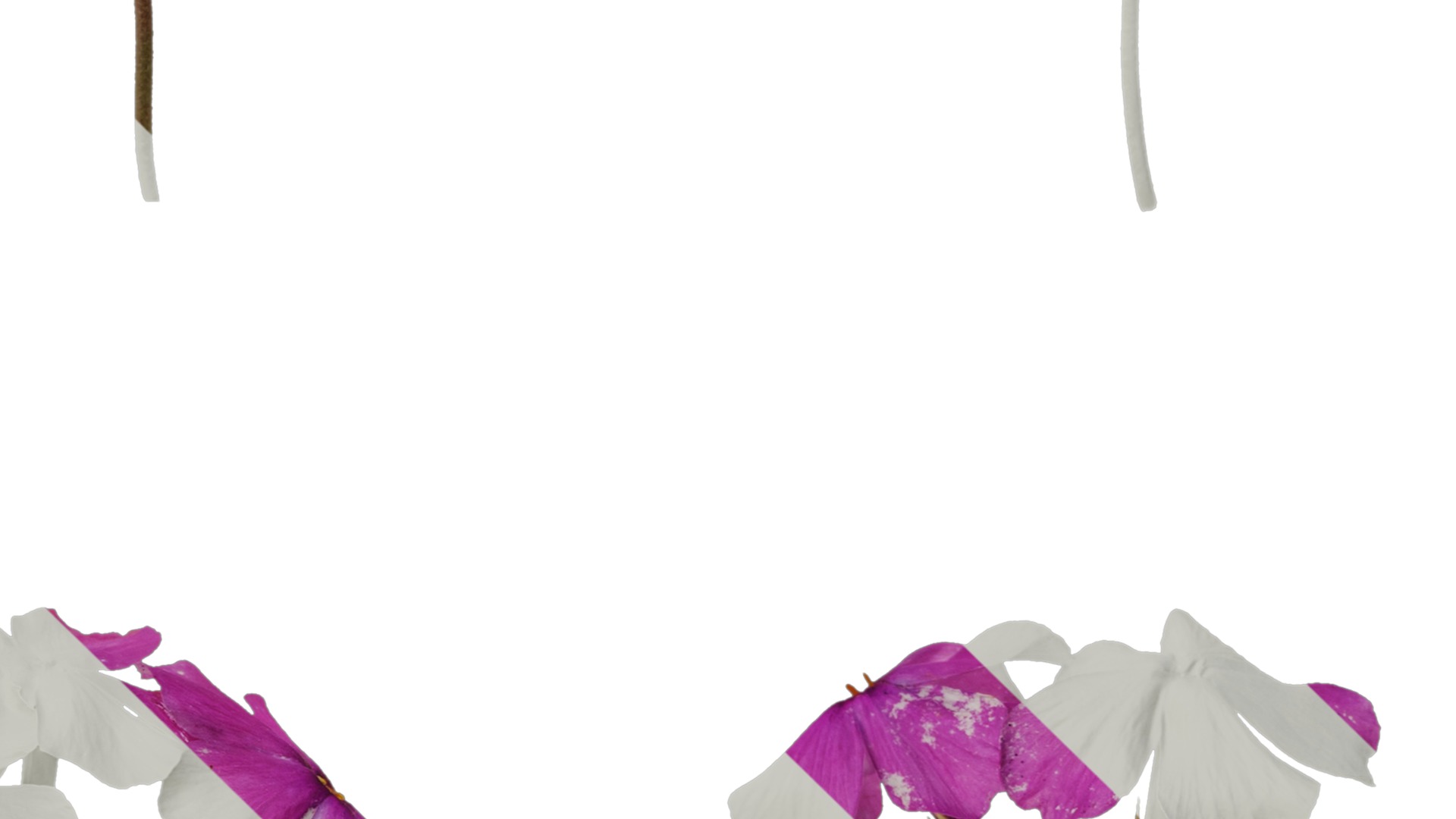 Anydrafts Phlox divaricata montrose tricolor Flower 02 Texture_4