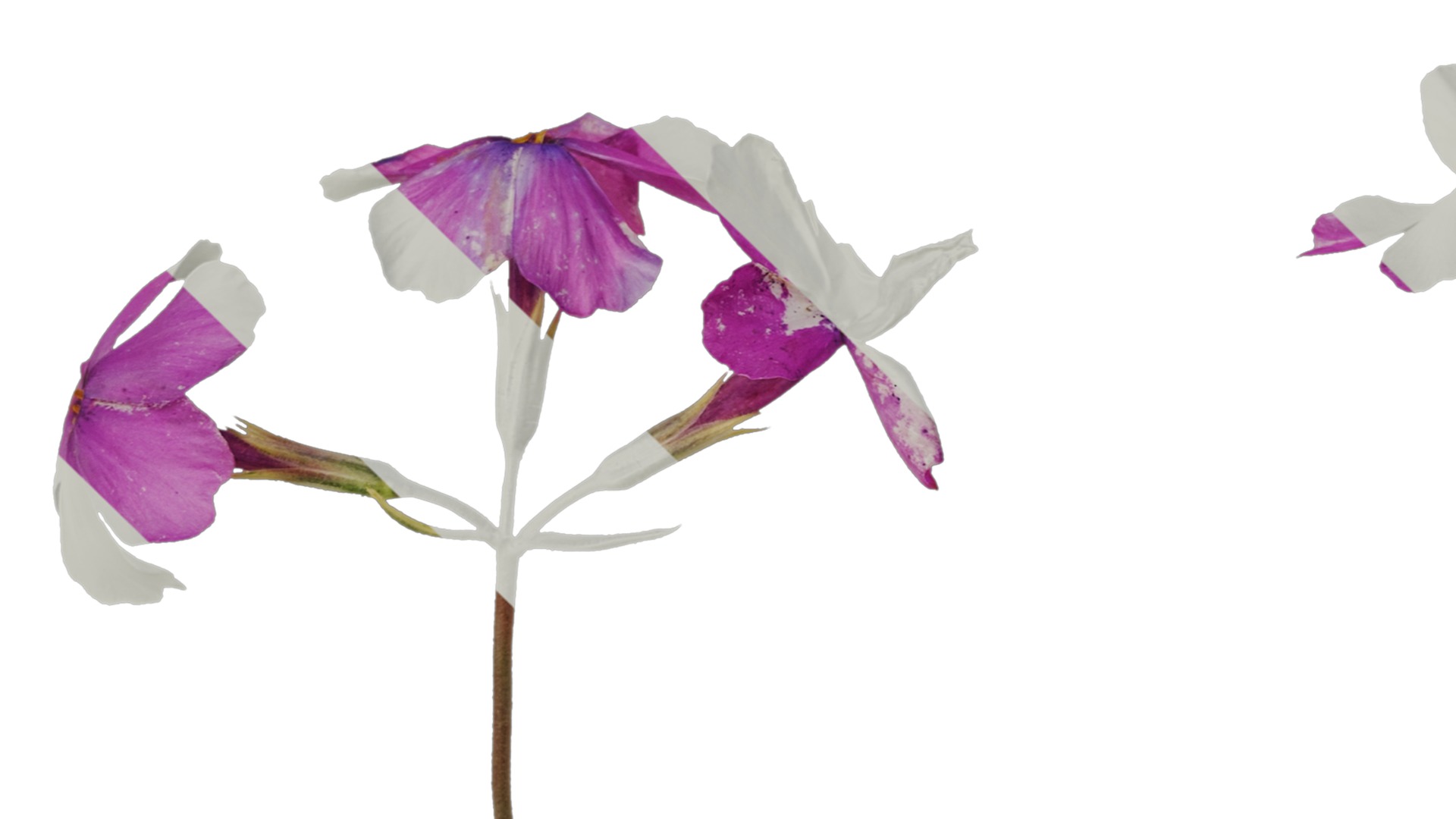 Anydrafts Phlox divaricata montrose tricolor Flower 02 Texture_1