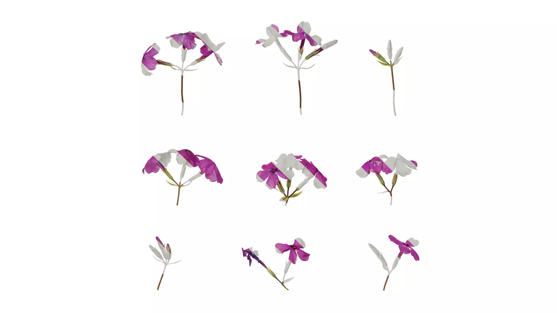Anydrafts Phlox divaricata montrose tricolor Flower 02 Texture_0