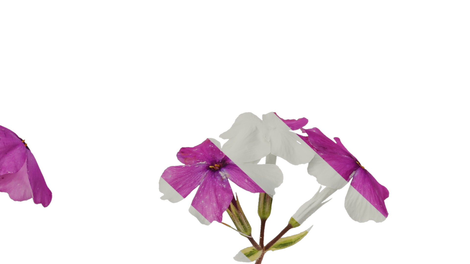 Anydrafts Phlox divaricata montrose tricolor Flower 02 Texture_7