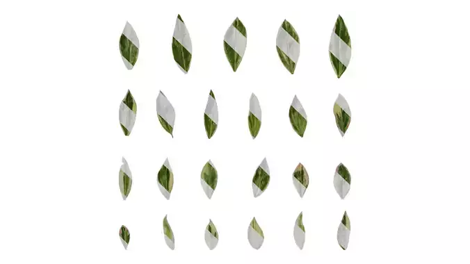 Anydrafts Phlox divaricata montrose tricolor Leaf 01 Texture