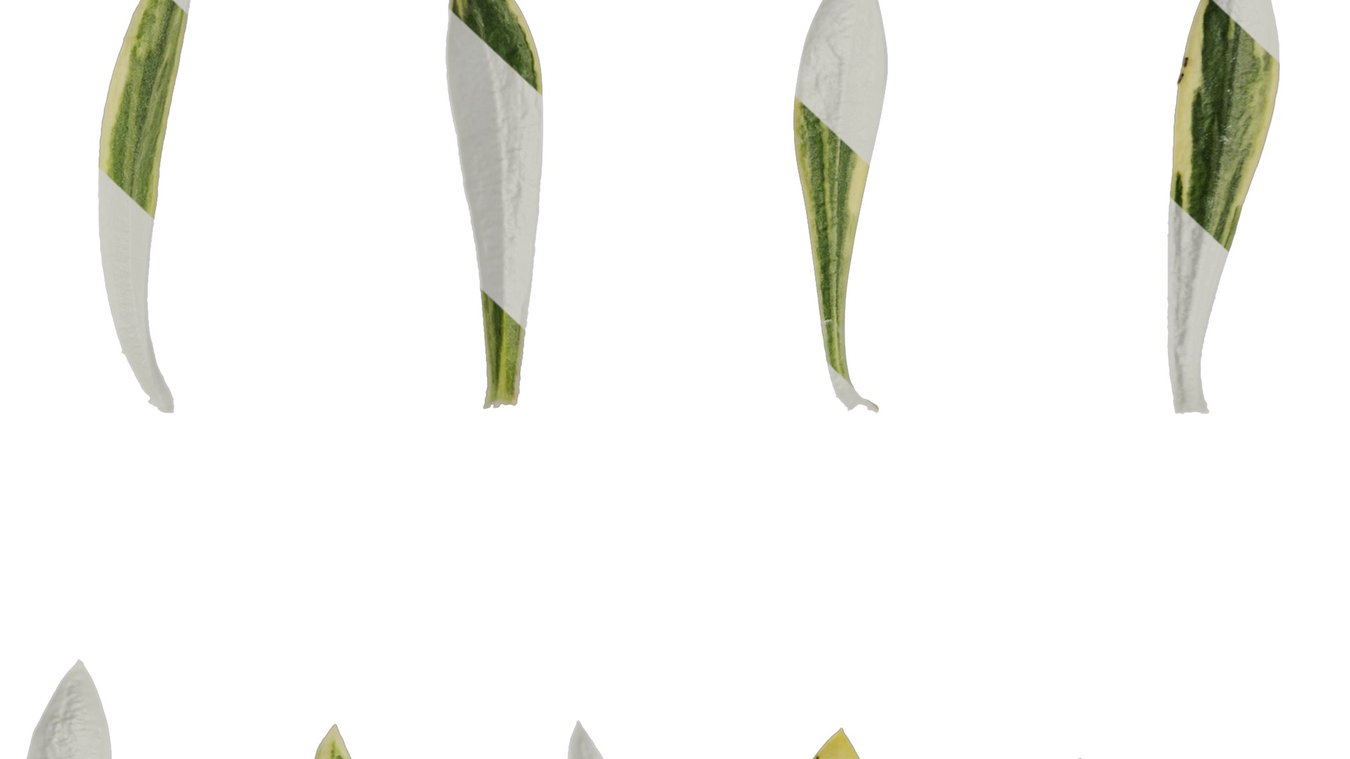 Anydrafts Phlox divaricata montrose tricolor Leaf 02 Texture_7